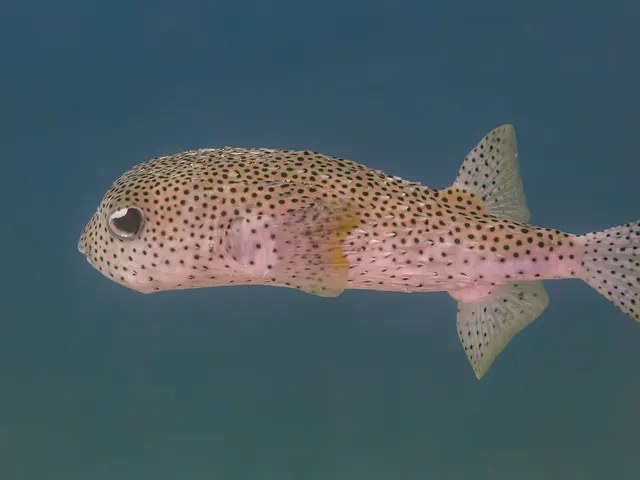Spot-fin porcupinefish (Diodon hystrix)