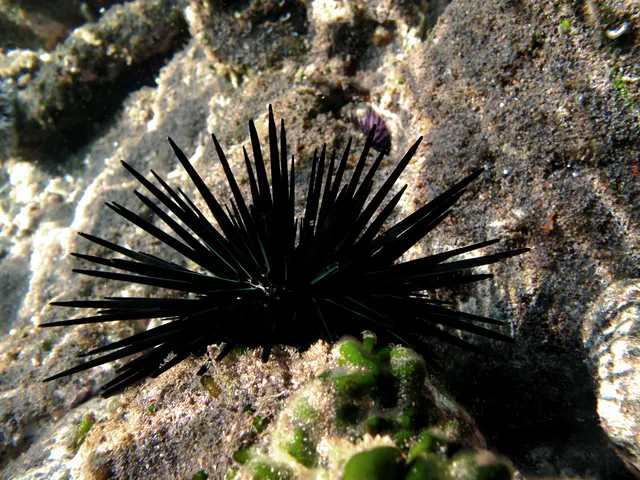Pot-hole sea urchin (Stomopneustes variolaris)