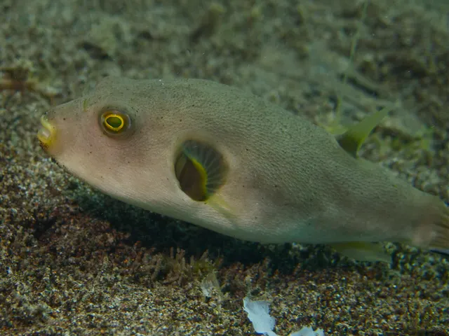 Pufferfish (Arothron immaculatus)