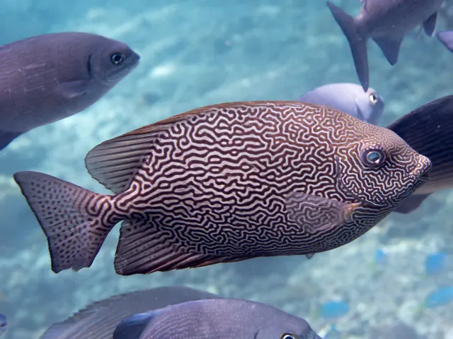 Rabbitfish (Siganus vermiculatus, S. javus)