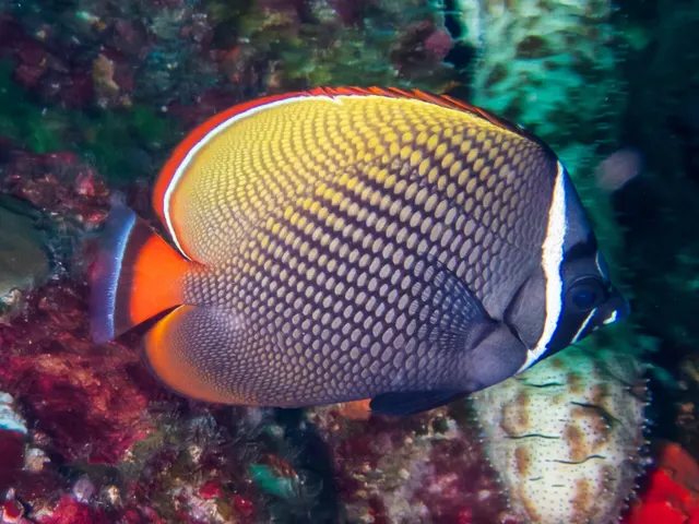 Red-tailed butterflyfish (Chaetodon collare)