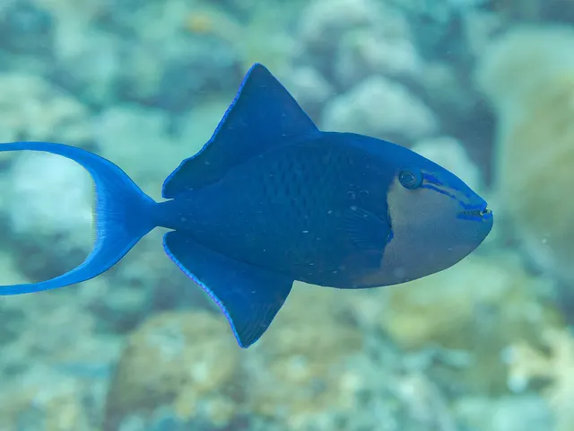 Redtooth triggerfish (Odonus niger)