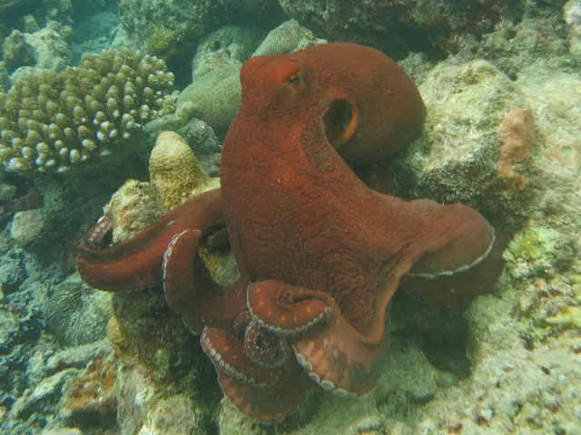 Octopus (Octopus sp.)