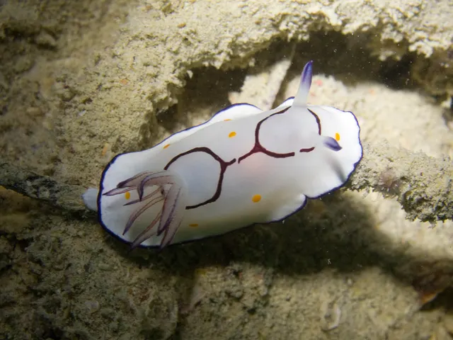 Ringed chromodorid (Goniobranchus annulatus)