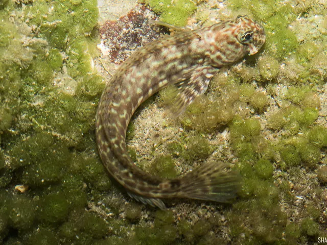 Dussumier's rockskipper (Istiblennius dussumieri)