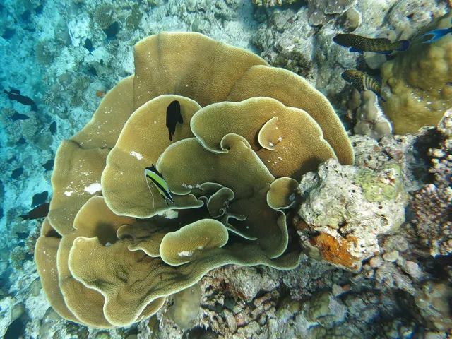 Salad coral (Turbinaria mesenterina)