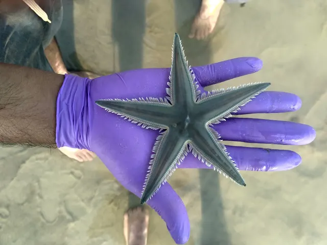 Plain sand star (Astropecten indicus)