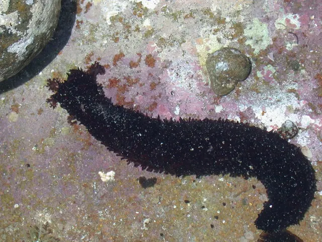 Black sea cucumber (Holothuria leucospilota)