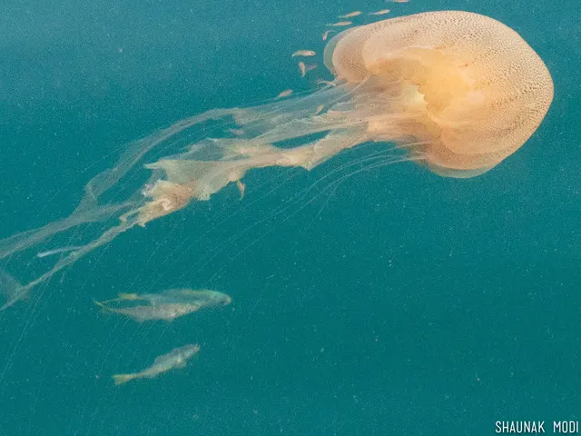 Malaysian sea nettle (Chrysaora chinensis)