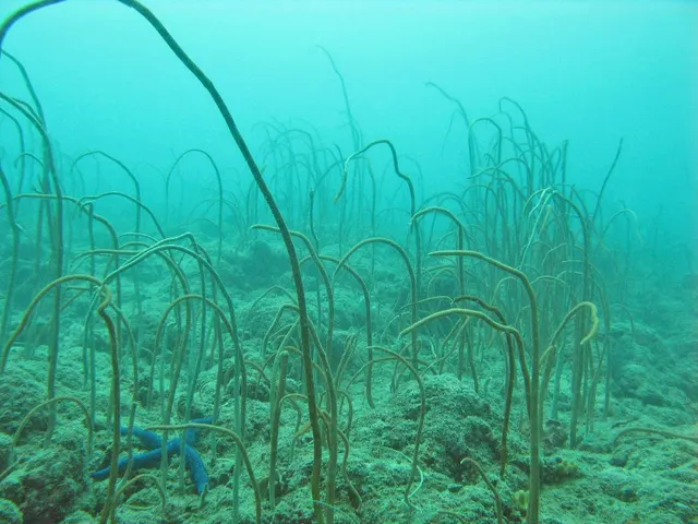 Sea whips (Junceella juncea)