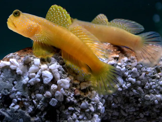 Shrimpgoby & pistol shrimp (Cryptocentrus cyanotaenia & Alpheus sp.)