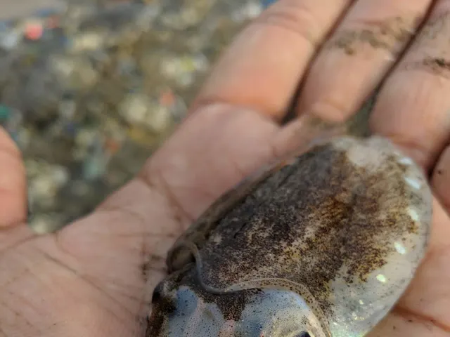 Spineless cuttlefish (Sepiella inermis)