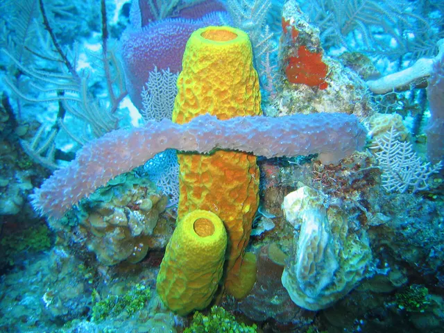 Sponges (Porifera (several species))