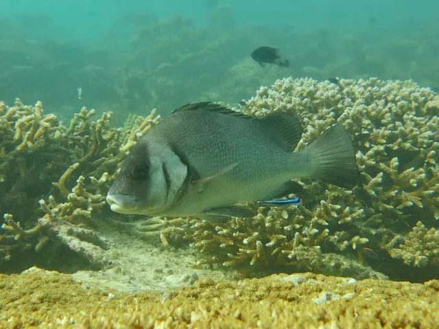 Sweetlips (Plectorhinchus gibbosus, P. schotaf, P. chubbi)