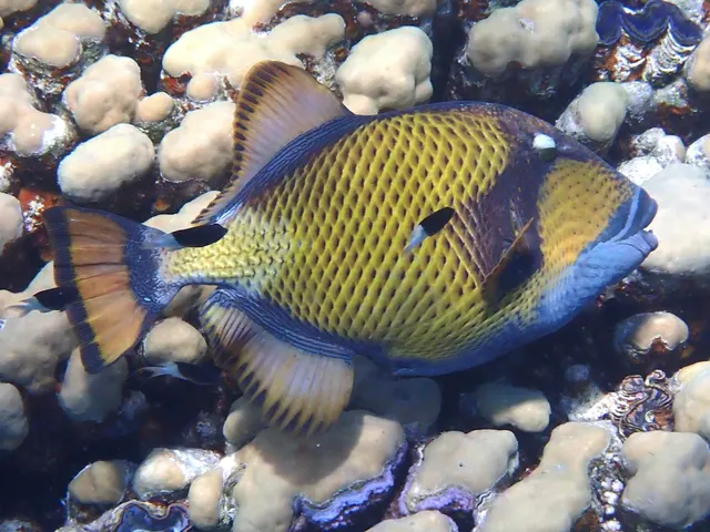 Titan triggerfish (Balistoides viridescens)