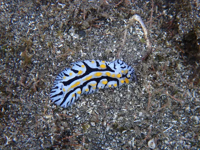 Nautical phyllidia (Phyllidia marindica)