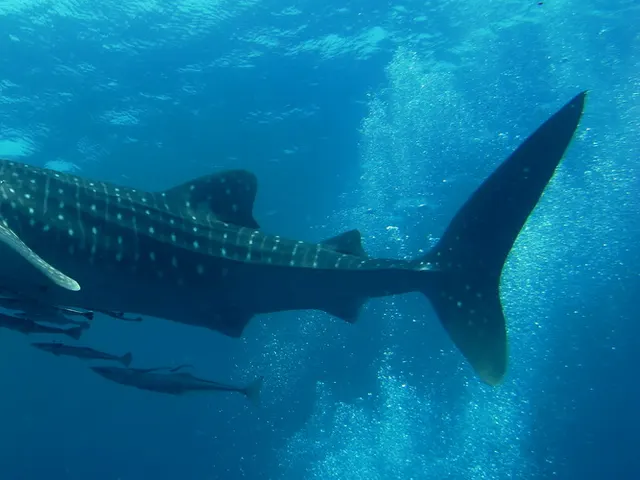 Whale shark (Rhincodon typus)