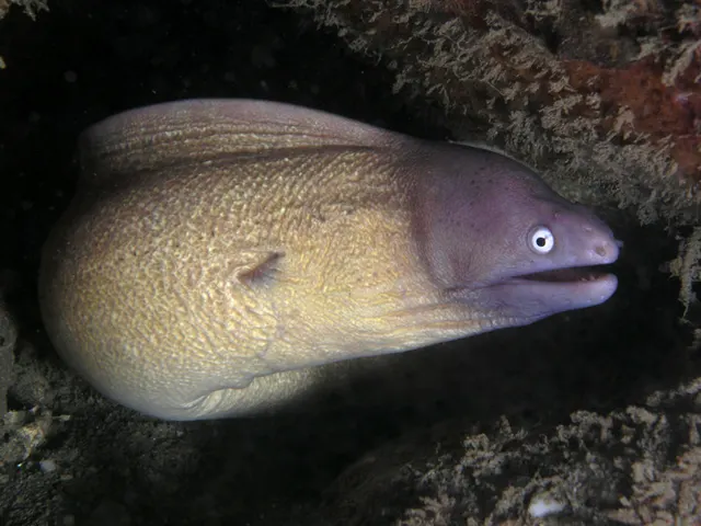 White-eyed moray (Gymnothorax thyrsoideus)