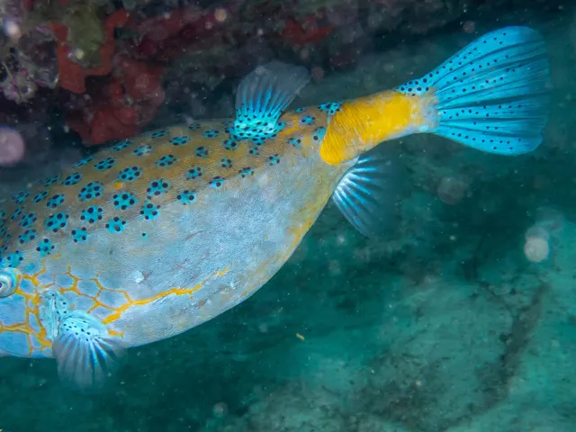 Yellow boxfish (Ostracion cubicum)