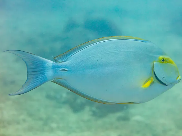 Yellowfin surgeonfish (Acanthurus xanthopterus)