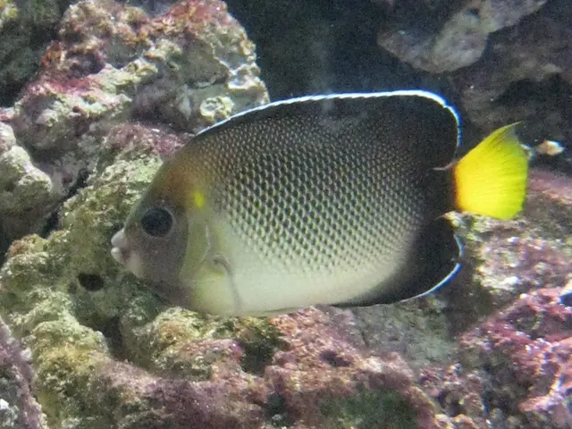 Yellowtail angelfish (Apolemichthys xanthurus)