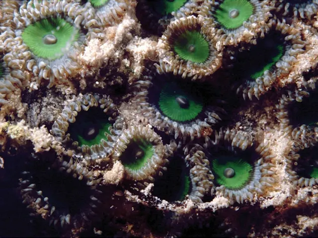 Zoanthids (Zoanthus sansibaricus, Palythoa mutuki)
